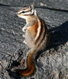 Lodgepole chipmunk