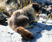 Yellow-bellied marmot