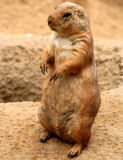 Black-tailed prairie dog