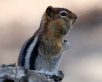 Golden-mantled ground squirrel