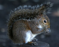 Eastern gray squirrel