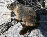 Yellow-bellied marmot