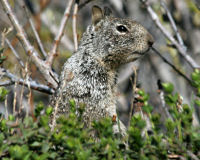 Belding's ground squirrel