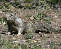 Belding's ground squirrel