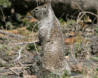 Belding's ground squirrel