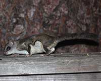 Northern flying squirrel