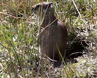 Belding's ground squirrel