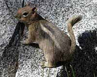 Golden-mantled ground squirrel
