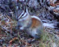 Long-eared chipmunk