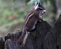 Yellow-pine chipmunk