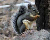 Douglas squirrel