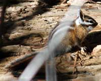 Yellow-pine chipmunk