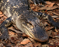 American alligator