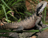 Australian water dragon