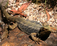 Eastern bearded dragon