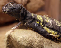 Mali Uromastyx