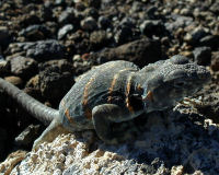 Desert collared lizard