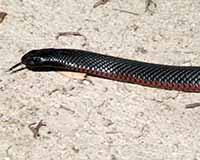 Red-bellied black snake