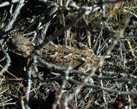 Desert horned lizard