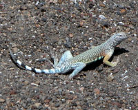 Western zebra-tailed lizard