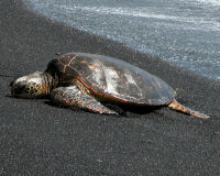 Green sea turtle