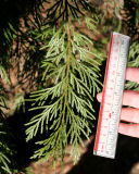 California incense-cedar