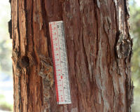 California incense-cedar