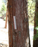 California incense-cedar