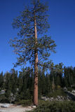 Ponderosa Pine