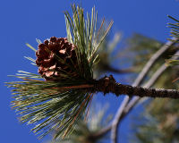 Ponderosa Pine