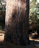 Ponderosa Pine